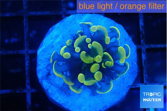 Euphyllia paraancora green gold 2-3 cm WYSIWYG acclimaté