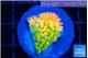 Montipora kungpao phoenix 2-3 cm WYSIWYG acclimaté