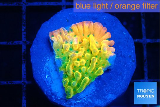 Montipora kungpao phoenix 2-3 cm WYSIWYG acclimaté