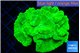 Caulastrea neon green 5-7 cm WYSIWYG acclimaté