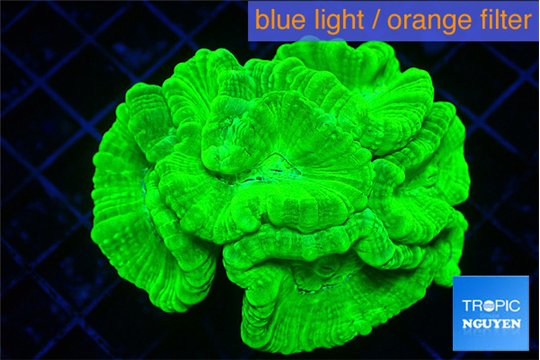Caulastrea neon green 5-7 cm WYSIWYG acclimaté