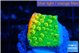 Montipora kungpao phoenix 1-2 cm WYSIWYG acclimaté