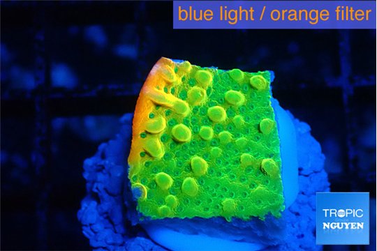Montipora kungpao phoenix 1-2 cm WYSIWYG acclimaté