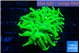 Euphyllia grabrescens ufo 4-7 cm WYSIWYG acclimaté
