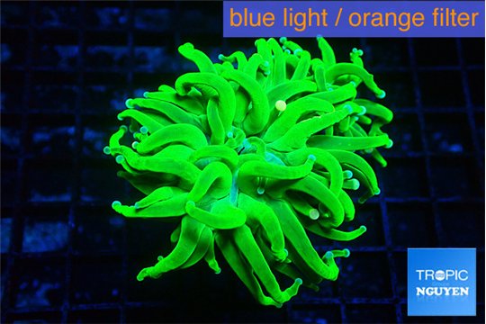 Euphyllia grabrescens ufo 4-7 cm WYSIWYG acclimaté