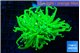 Euphyllia grabrescens ufo 4-7 cm WYSIWYG acclimaté