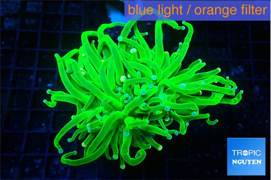 Euphyllia grabrescens ufo 4-7 cm WYSIWYG acclimaté