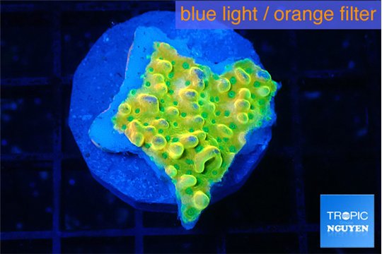 Montipora kungpao phoenix frag 2-3 cm WYSIWYG acclimaté