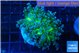 Euphyllia paradivisa green sunset 4-6 cm WYSIWYG acclimaté