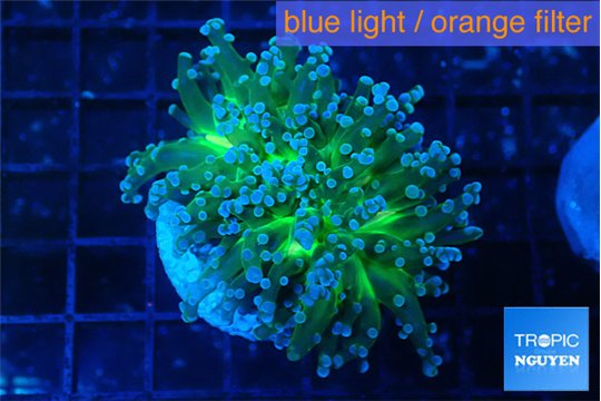 Euphyllia paradivisa green sunset 4-6 cm WYSIWYG acclimaté