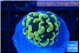Euphyllia paraancora green gold 2-3 cm WYSIWYG acclimaté