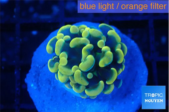 Euphyllia paraancora green gold 2-3 cm WYSIWYG acclimaté