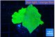 Montipora green cap 2-4 cm WYSIWYG acclimaté