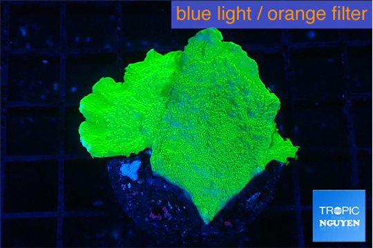Montipora green cap 2-4 cm WYSIWYG acclimaté