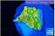 Montipora kungpao phoenix frag 1-2 cm WYSIWYG acclimaté