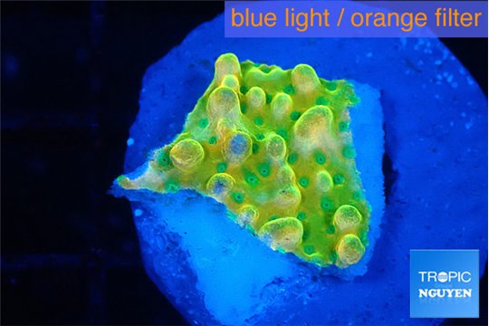 Montipora kungpao phoenix frag 1-2 cm WYSIWYG acclimaté
