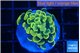 Euphyllia paraancora green gold 2-3 cm WYSIWYG acclimaté