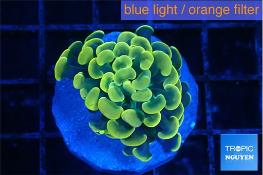 Euphyllia paraancora green gold 2-3 cm WYSIWYG acclimaté
