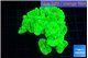 Caulastrea neon green 5-7 cm WYSIWYG acclimaté