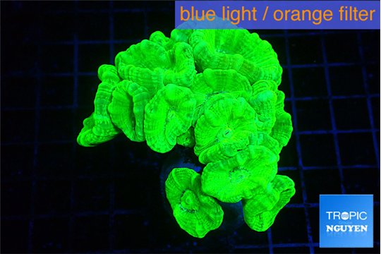 Caulastrea neon green 5-7 cm WYSIWYG acclimaté