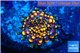 Ricordea yuma red small polyp 1 polyp WYSIWYG acclimaté