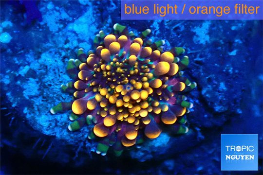 Ricordea yuma red small polyp 1 polyp WYSIWYG acclimaté