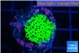 Montipora green 1-2 cm WYSIWYG acclimaté