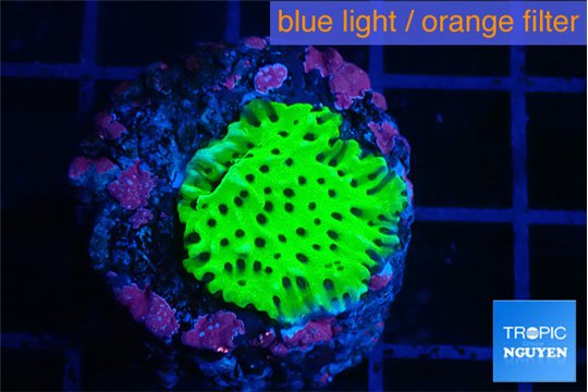 Montipora green 1-2 cm WYSIWYG acclimaté