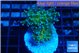 Euphyllia paradivisa green sunset 4-7 cm WYSIWYG acclimaté