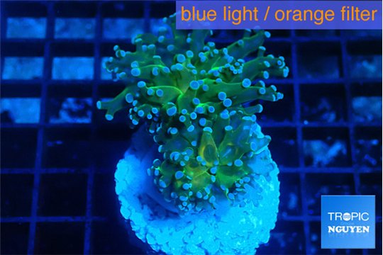 Euphyllia paradivisa green sunset 4-7 cm WYSIWYG acclimaté