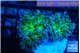 Euphyllia paradivisa green sunset 6-9 cm WYSIWYG acclimaté