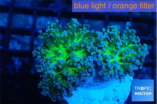 Euphyllia paradivisa green sunset 6-9 cm WYSIWYG acclimaté