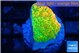 Montipora kungpao phoenix 2-3 cm WYSIWYG acclimaté