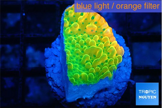 Montipora kungpao phoenix 2-3 cm WYSIWYG acclimaté