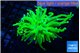 Euphyllia grabrescens ufo 4-7 cm WYSIWYG acclimaté