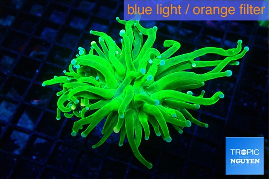 Euphyllia grabrescens ufo 4-7 cm WYSIWYG acclimaté