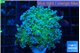 Euphyllia paradivisa green sunset 4-7 cm WYSIWYG acclimaté