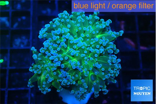 Euphyllia paradivisa green sunset 4-7 cm WYSIWYG acclimaté