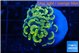 Euphyllia paraancora green gold 2-3 cm WYSIWYG acclimaté