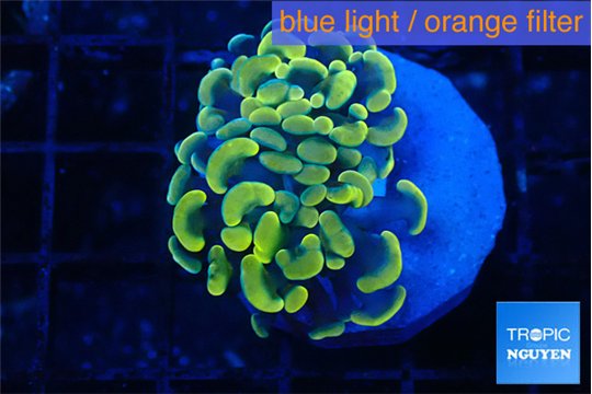 Euphyllia paraancora green gold 2-3 cm WYSIWYG acclimaté