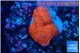 Montipora red cap 2-3 cm WYSIWYG acclimaté