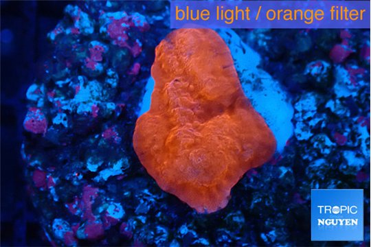 Montipora red cap 2-3 cm WYSIWYG acclimaté