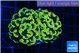 Euphyllia paraancora green gold 3-5 cm WYSIWYG acclimaté