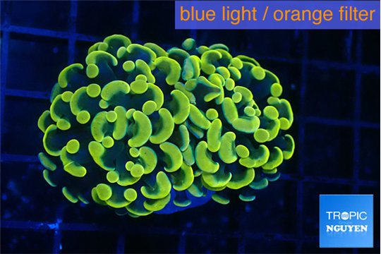 Euphyllia paraancora green gold 3-5 cm WYSIWYG acclimaté