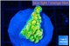Montipora kungpao phoenix frag 1-2 cm WYSIWYG acclimaté