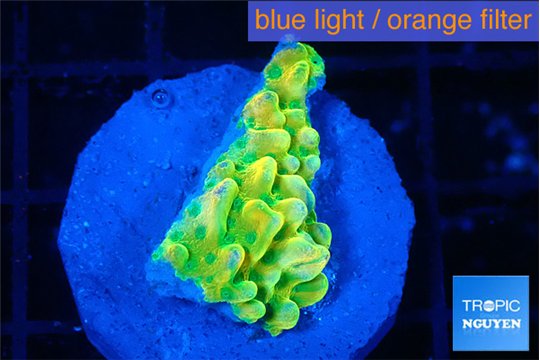 Montipora kungpao phoenix frag 1-2 cm WYSIWYG acclimaté