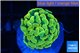Euphyllia paraancora green gold 2-3 cm WYSIWYG acclimaté