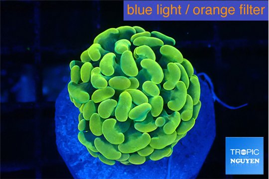 Euphyllia paraancora green gold 2-3 cm WYSIWYG acclimaté