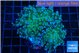 Euphyllia paradivisa green sunset 5-8 cm WYSIWYG acclimaté