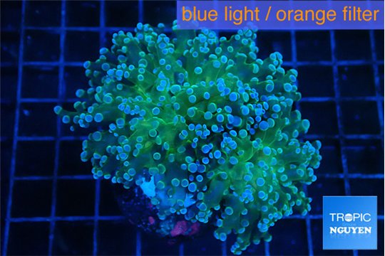 Euphyllia paradivisa green sunset 5-8 cm WYSIWYG acclimaté